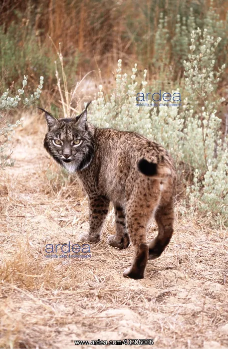 : Iberian / Spanish / Pardel Lynx : Iberian / Spanish / Pardel Lynx