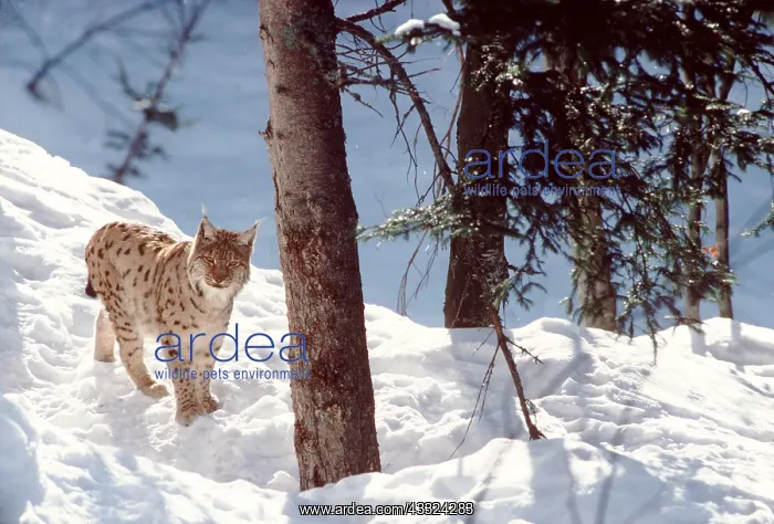 : Iberian / Spanish / Pardel LYNX : Iberian / Spanish / Pardel LYNX