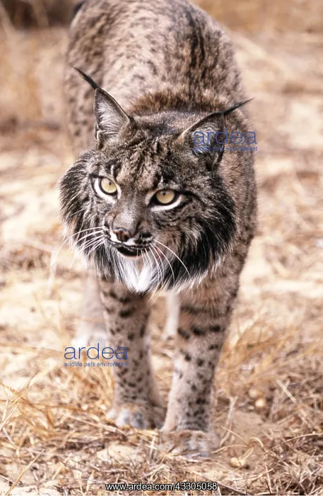 : Iberian / Spanish / Pardel Lynx - close-up : Iberian / Spanish / Pardel Lynx - close-up