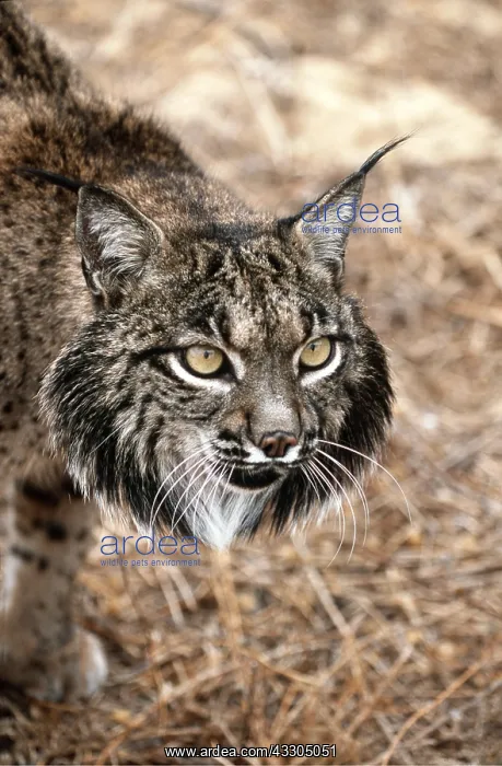  : Iberian  /  Spanish  /  Pardel Lynx - close-up of head