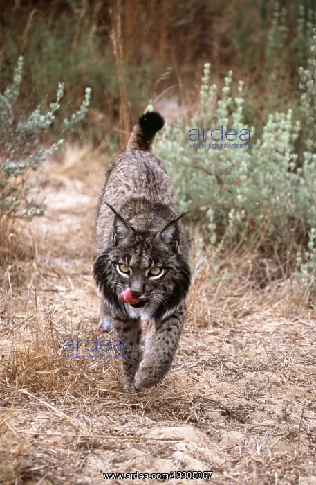 : Iberian / Spanish / Pardel Lynx - with tongue showing : Iberian / Spanish / Pardel Lynx - with tongue showing