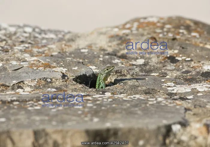 : Iberian Wall Lizard - looking out of hole in rocks : Iberian Wall Lizard - looking out of hole in rocks