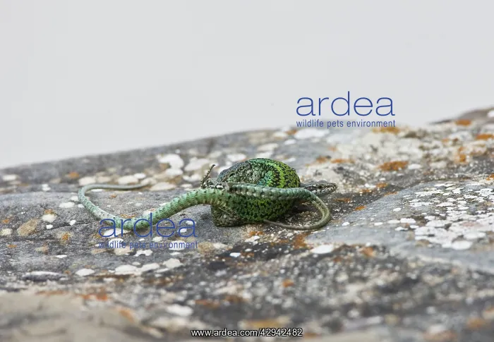 : Iberian Wall Lizards mating : Iberian Wall Lizards mating
