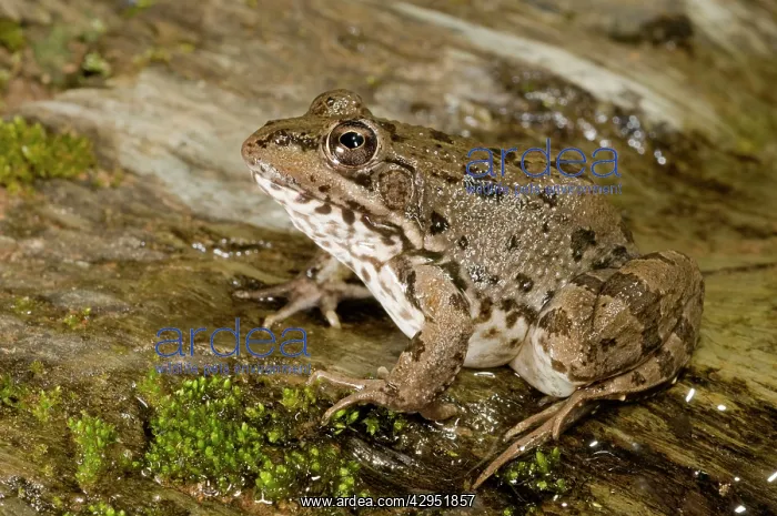 : Iberian Water Frog : Iberian Water Frog