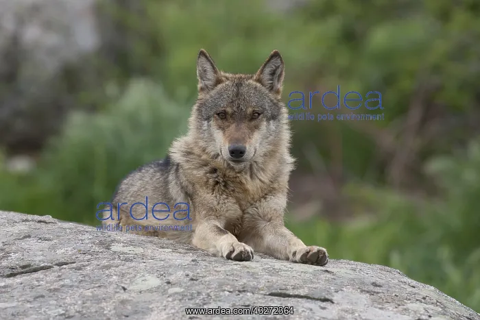 : Iberian Wolf (Canis lupus signatus) resting on rock : Iberian Wolf (Canis lupus signatus) resting on rock