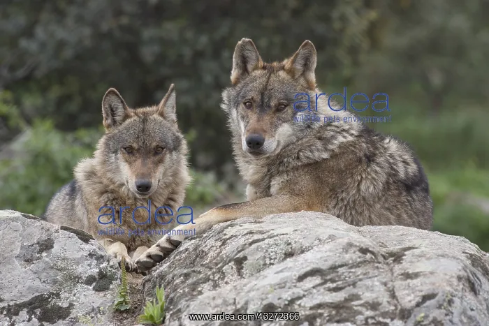 : Iberian Wolfs (Canis lupus signatus) resting on : Iberian Wolfs (Canis lupus signatus) resting on