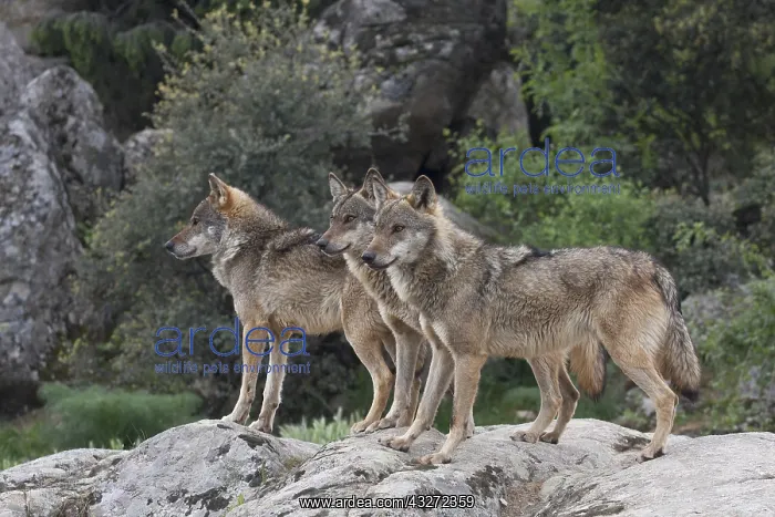 : Three Iberian Wolfs (Canis lupus signatus) standing : Three Iberian Wolfs (Canis lupus signatus) standing
