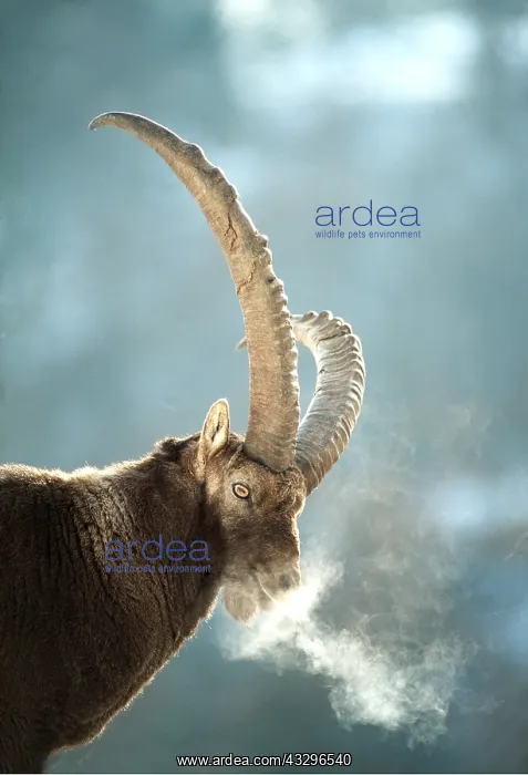  : IBEX