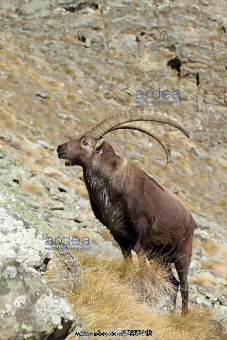  : Ibex - buck on moutainside