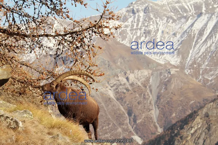 : Ibex - buck on moutainside : Ibex - buck on moutainside