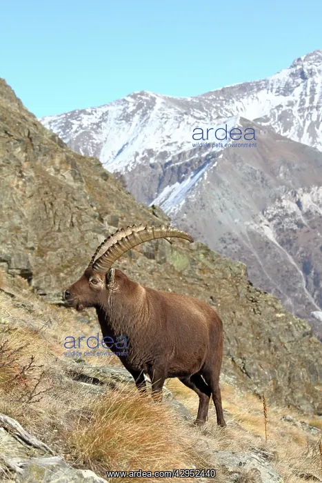 : Ibex - buck on moutainside : Ibex - buck on moutainside