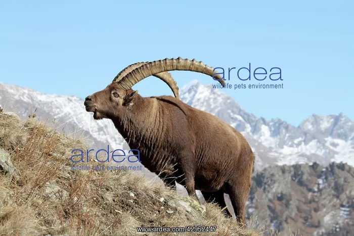 : Ibex - buck on moutainside : Ibex - buck on moutainside