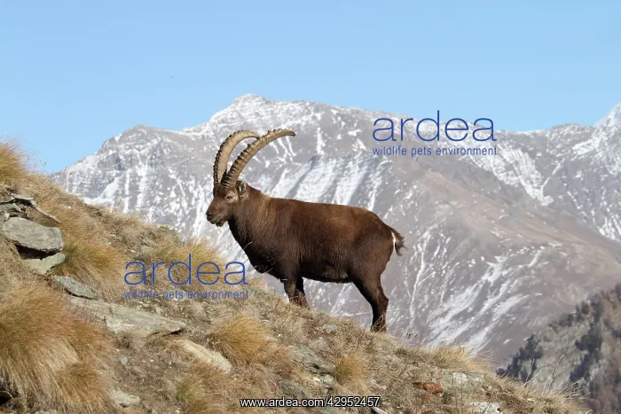 : Ibex - buck on moutainside : Ibex - buck on moutainside
