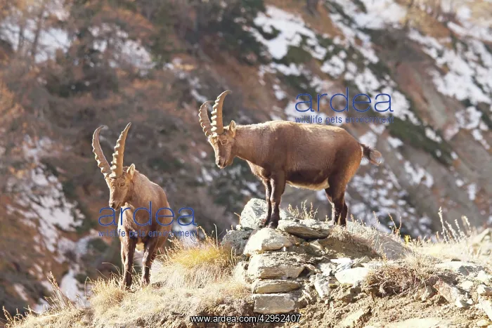 : Ibex - bucks on moutainside : Ibex - bucks on moutainside