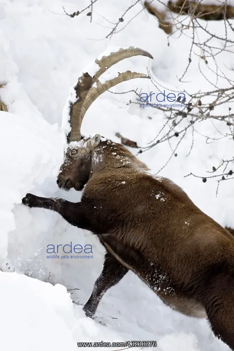 : Ibex (Capra ibex) feeding in deep snow on : Ibex (Capra ibex) feeding in deep snow on