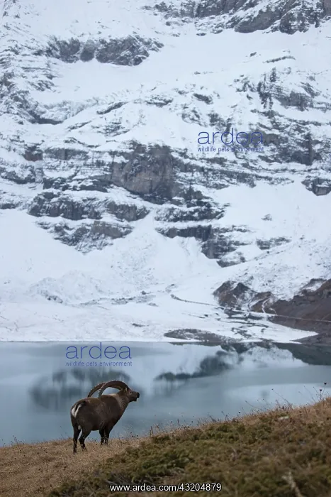 : Ibex (Capra ibex) male near a lake, Valais Alps : Ibex (Capra ibex) male near a lake, Valais Alps
