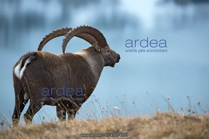 : Ibex (Capra ibex) male near a lake, Valais Alps : Ibex (Capra ibex) male near a lake, Valais Alps