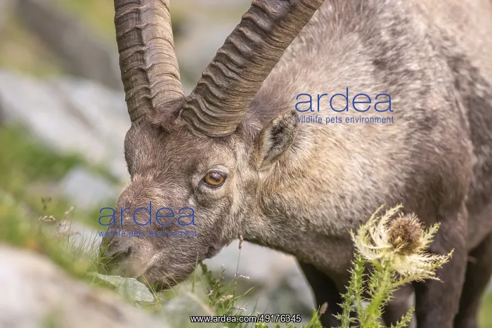 : Ibex (Capra ibex) in the rocky mountains of the Italian Alps in the Gran Paradiso National Park : Ibex (Capra ibex) in the rocky mountains of the Italian Alps in the Gran Paradiso National Park