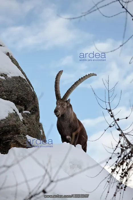 : Ibex (Capra ibex) stands on rock during : Ibex (Capra ibex) stands on rock during