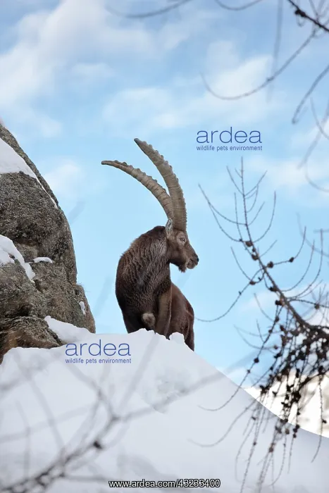 : Ibex (Capra ibex) stands on rock during : Ibex (Capra ibex) stands on rock during