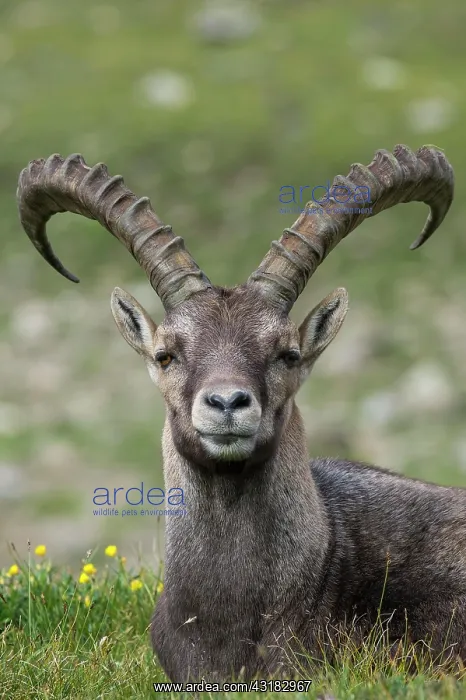 : Ibex ( Ibex) Portrait, lies in the meadow, Heiligenblut : Ibex ( Ibex) Portrait, lies in the meadow, Heiligenblut