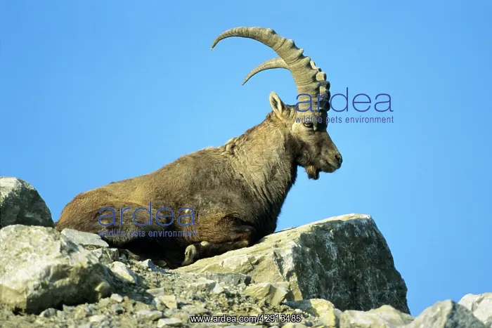 : Ibex - male resting on mountain scree : Ibex - male resting on mountain scree