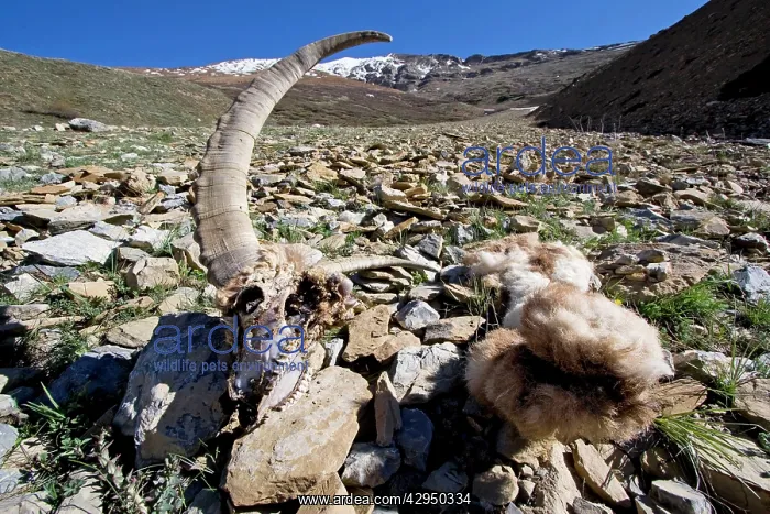 : Ibex (male) skull and pelt remains : Ibex (male) skull and pelt remains