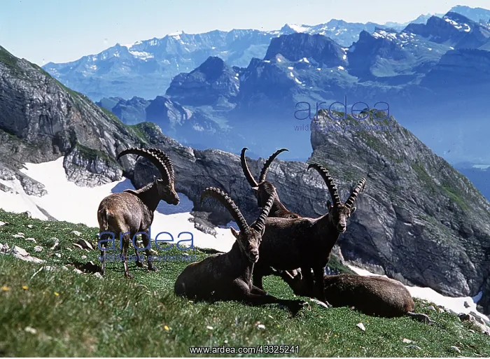 : IBEX - on mountain side : IBEX - on mountain side