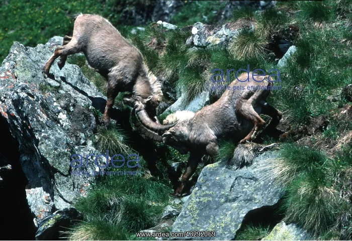 : IBEX - pair sparring : IBEX - pair sparring
