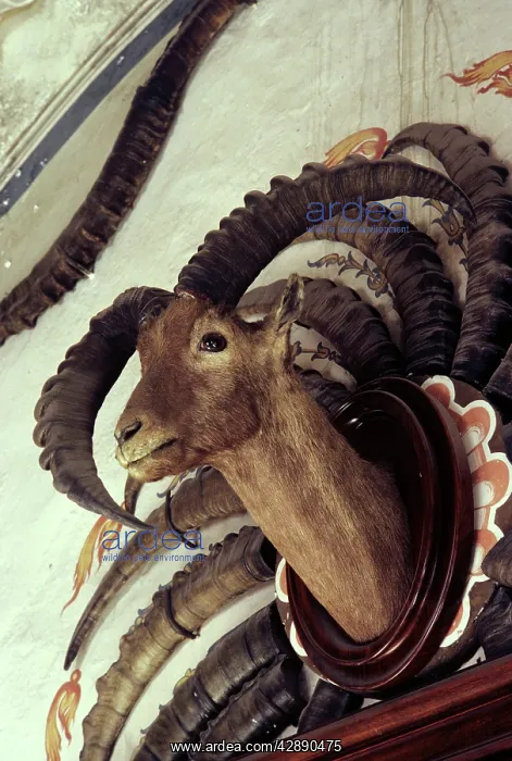 : Ibex trophies of King Victor Emmanuel III of Italy : Ibex trophies of King Victor Emmanuel III of Italy