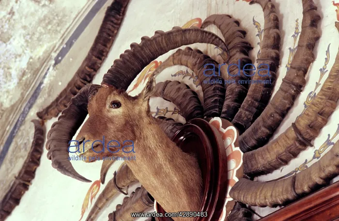 : Ibex trophies of King Victor Emmanuel III of Italy : Ibex trophies of King Victor Emmanuel III of Italy
