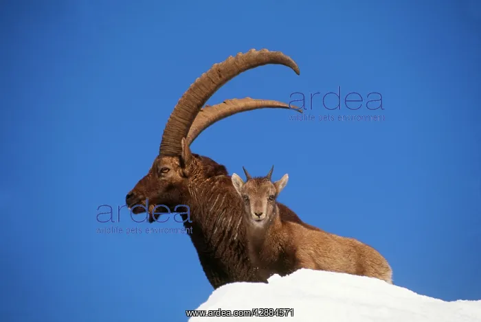  : IBEX - x two looking down