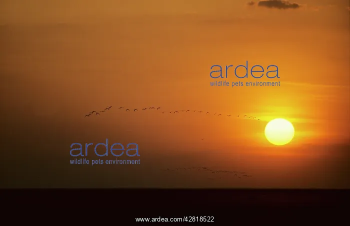 : Ibis - Flying to Roost at Sunset : Ibis - Flying to Roost at Sunset