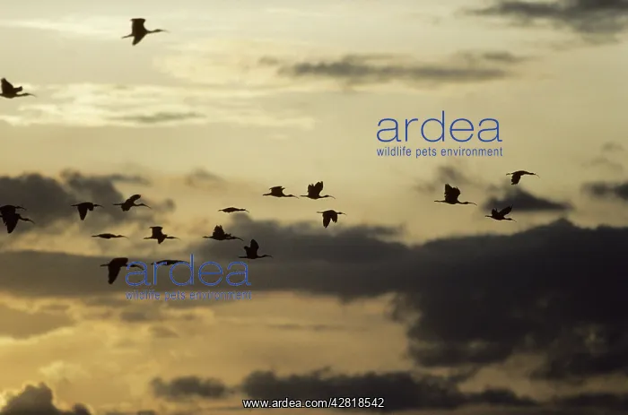 : Ibis - Flying to Roost at Sunset : Ibis - Flying to Roost at Sunset