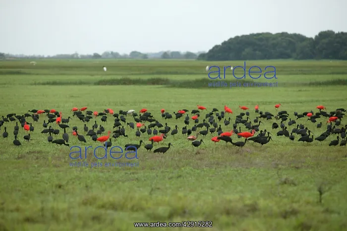 : Ibis - Glossy Ibis (Plegadis falcinellus) and Scarlet : Ibis - Glossy Ibis (Plegadis falcinellus) and Scarlet
