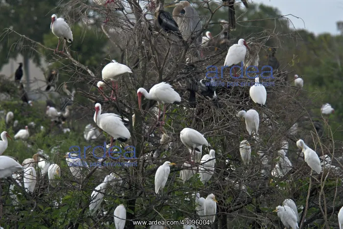 : Ibises and Egrets : Ibises and Egrets