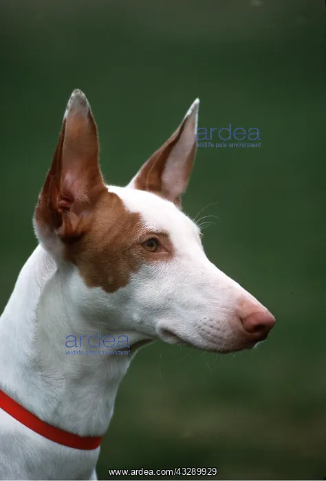 : IBIZAN HOUND DOG - Head with red collar : IBIZAN HOUND DOG - Head with red collar