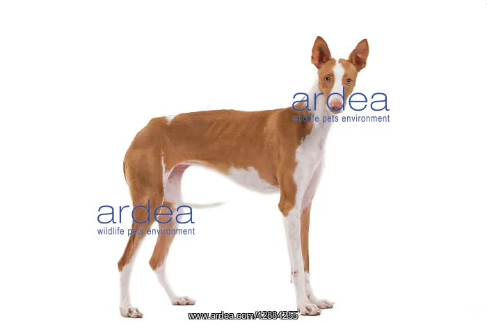  : Ibizan Hound  /  Podenco Ibicenco - in studio
