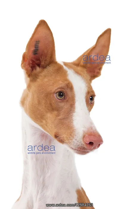  : Ibizan Hound  /  Podenco Ibicenco - in studio