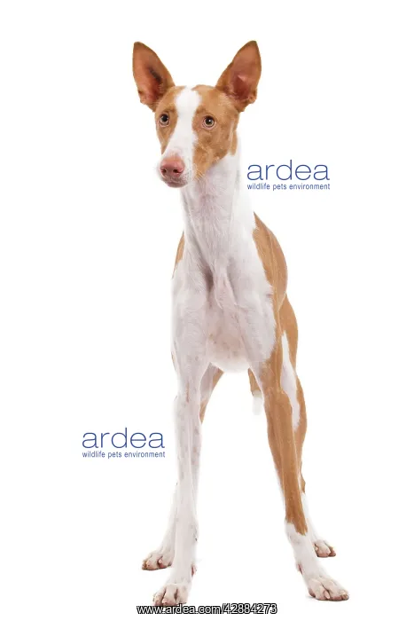  : Ibizan Hound  /  Podenco Ibicenco - in studio