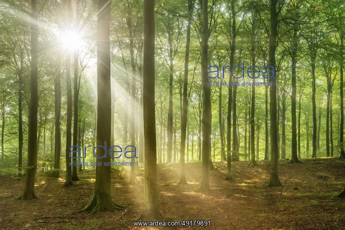 : iblavg12859161.jpg : iblavg12859161.jpg