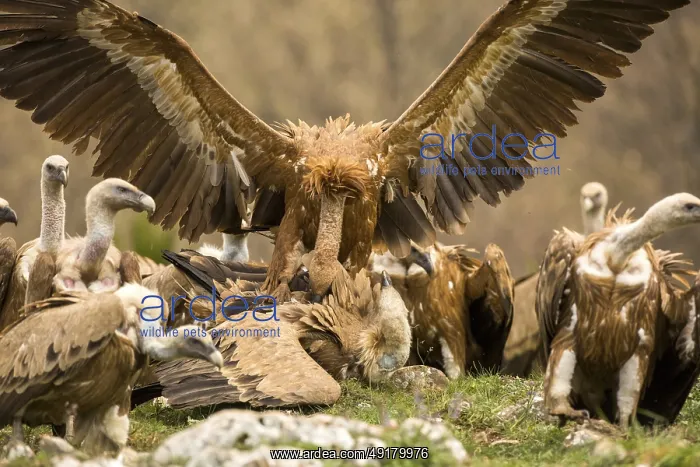 : iblcrr13466526.jpg : iblcrr13466526.jpg