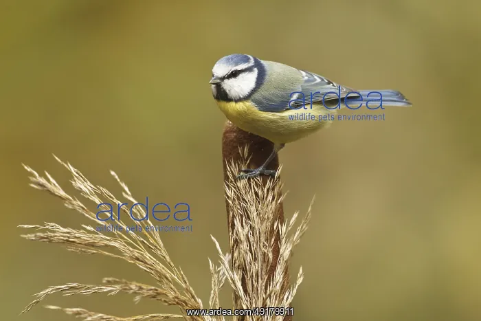 : iblcrr13504181.jpg : iblcrr13504181.jpg