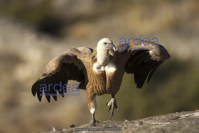 : iblcrr13514793.jpg : iblcrr13514793.jpg
