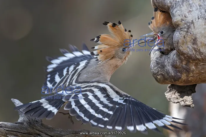 : iblcrr13520615.jpg : iblcrr13520615.jpg