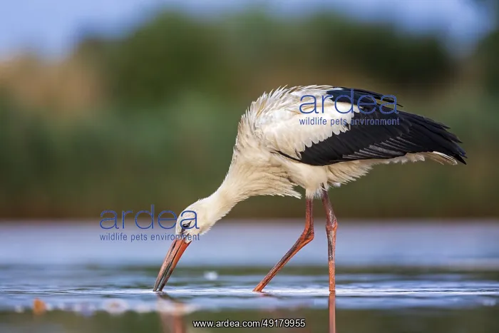 : iblcrr13529373.jpg : iblcrr13529373.jpg