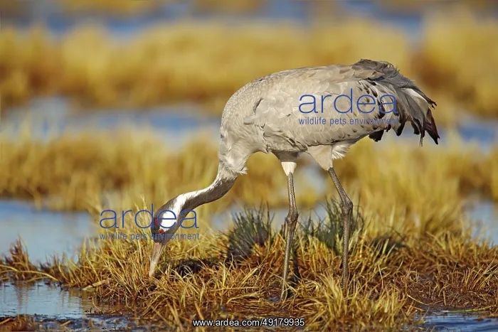 : iblcrr13533814.jpg : iblcrr13533814.jpg