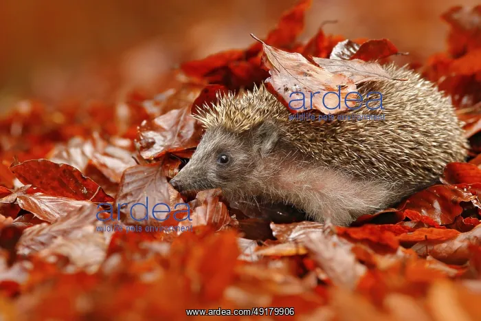  : iblcrr13536078.jpg