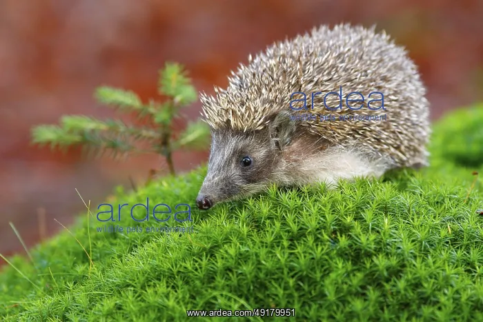 : iblcrr13536433.jpg : iblcrr13536433.jpg