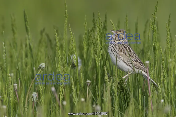 : iblcrr13558470.jpg : iblcrr13558470.jpg